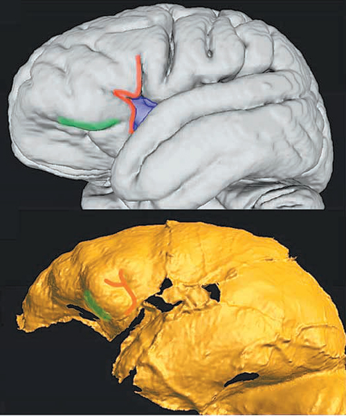 현대인 152명의 뇌를 자기공명영상(MRI)으로 촬영한 뒤 평균 값을 3차원(3D) 형상으로 만든 모습(위 사진)과 화석을 통해  호모 날레디의 뇌 형상을 3D로 복원한 모습. 호모 날레디의 뇌는 현생인류의 절반 이하 크기지만, 고등 지능과 관련된 전두부의  비중이 현대인과 비슷하게 나타났다. 사진 출처 미국국립과학원회보(PNAS)