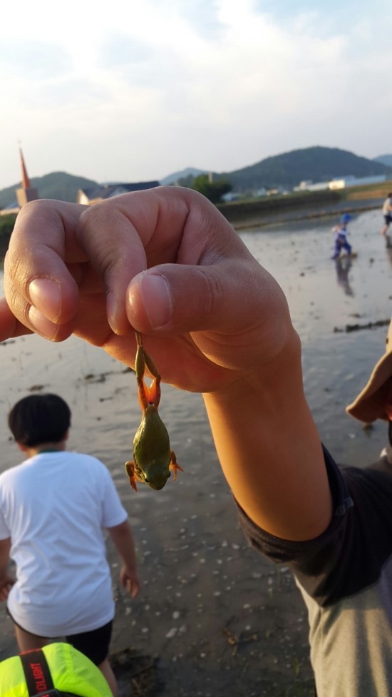 생태 탐사활동 참가자가 경기도 파주의 농경지에서 수원청개구리를 잡아 거꾸로 들고 있다. 파주환경운동연합 제공