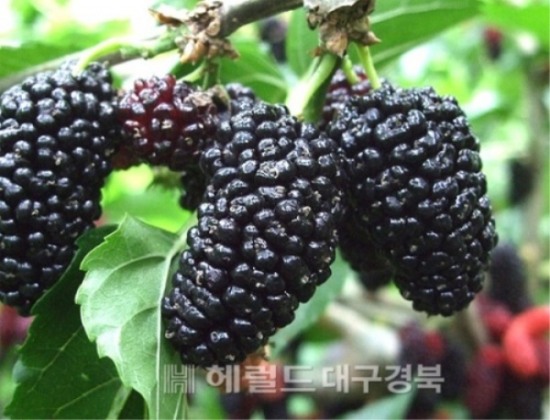 오디 이미지