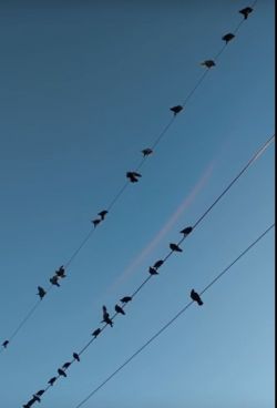 전선 위에 앉아있는 새들.[사진=유튜브 화면캡처]