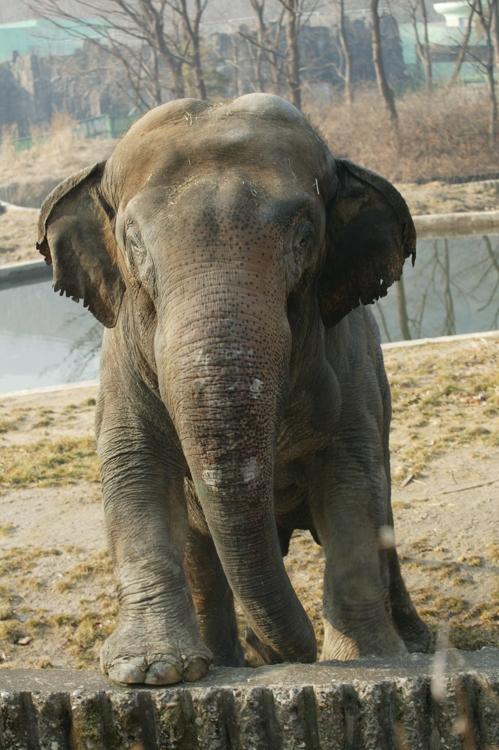서울대공원 코끼리 '칸토'