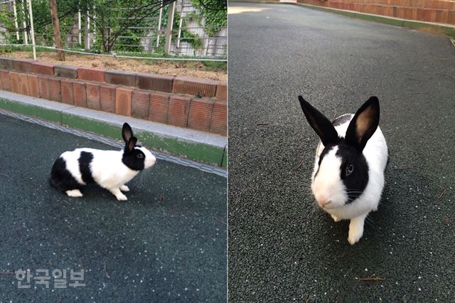 토끼랑 산다] '깡충' 산책 토끼 본 적 있나요?