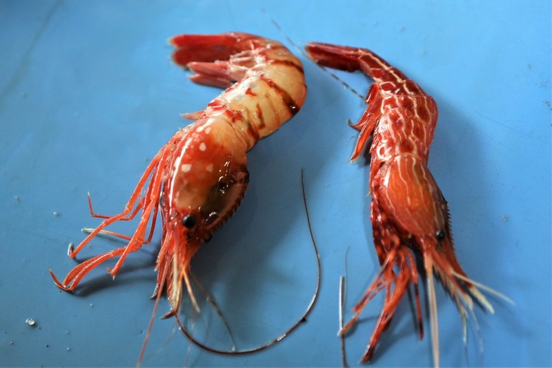 새우몸집 이미지