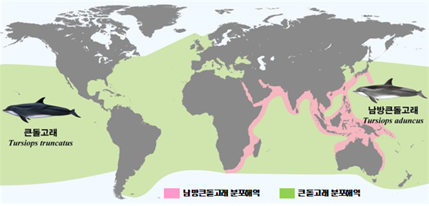 돌고래 이미지