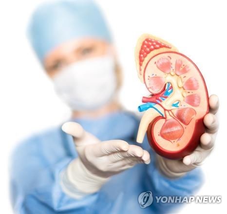 신장 모형도 [게티이미지뱅크 제공]