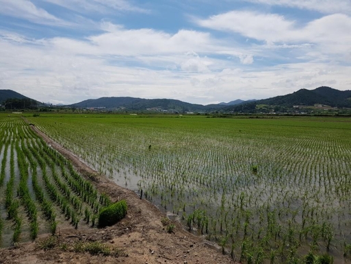 태국인 찬숙 무아러이씨가 지난달 30일 오전 낙뢰를 맞고 쓰러진 전남 영광군 염산면의 한 논. 그는 10시간을 채 버티지 못하고 병원에서 숨졌다./김명진 기자