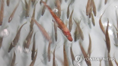한일양식 이미지