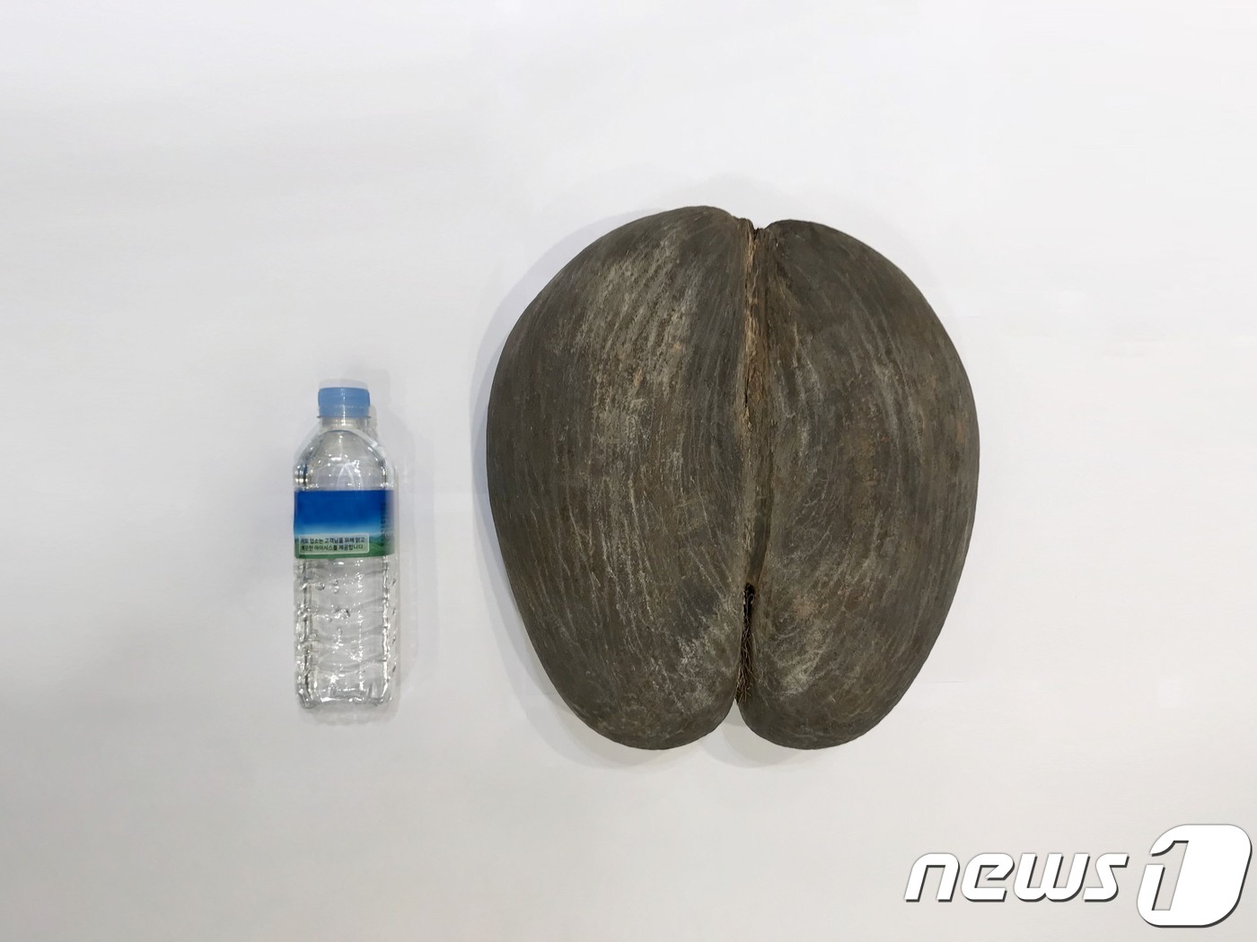 메르 이미지