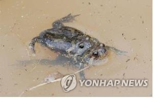 맹꽁이 이미지