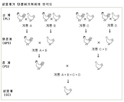 수입된 원종계가 우리의 식탁에 오르는데는 514일이 걸립니다.
