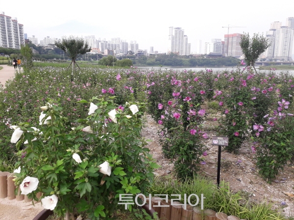 무궁화꽃화원 이미지
