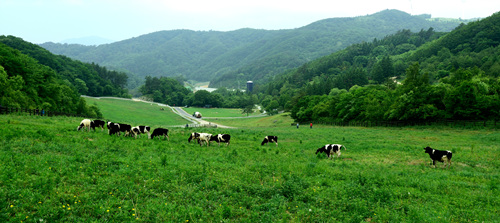 대관령축산 이미지