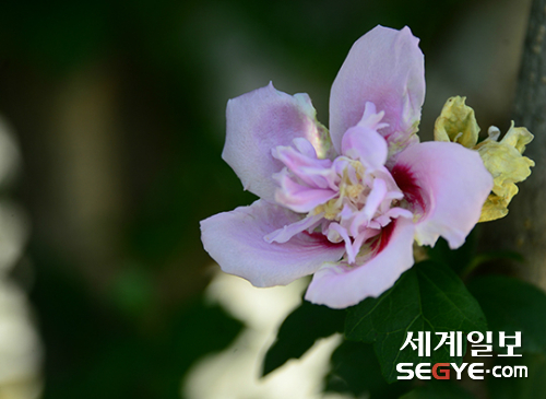 서울 남산야외식물원에는 무궁화 꽃이 활짝 피어 있다.
