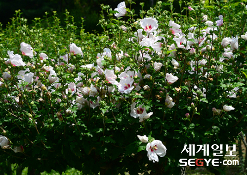 서울 남산야외식물원에는 무궁화 꽃이 활짝 피어 있다.