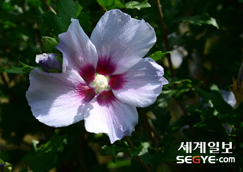 서울 남산야외식물원에는 무궁화 꽃이 활짝 피어 있다.