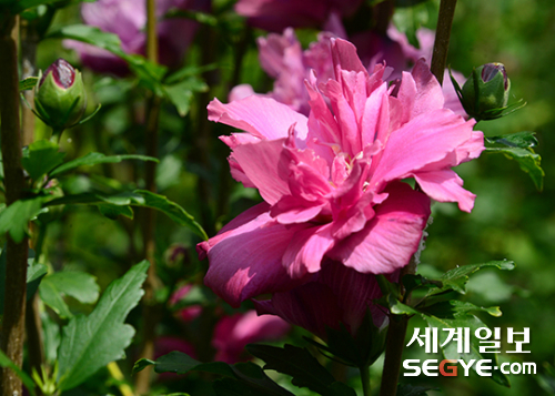 서울 남산야외식물원에는 무궁화 꽃이 활짝 피어 있다.