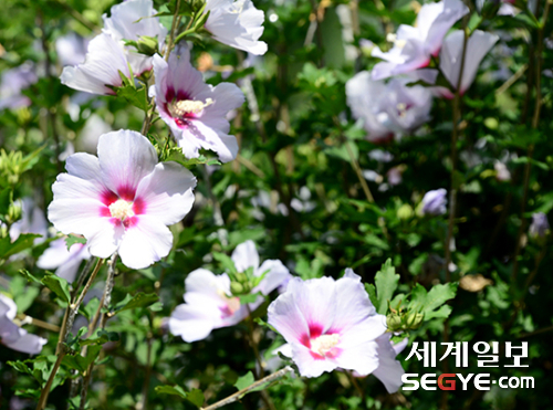 서울 남산야외식물원에는 무궁화 꽃이 활짝 피어 있다.