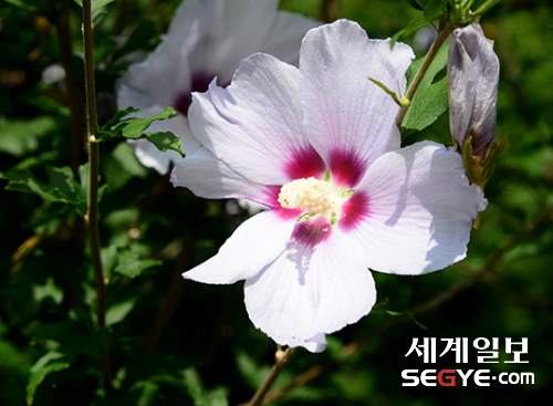 서울 남산야외식물원에는 무궁화 꽃이 활짝 피어 있다.