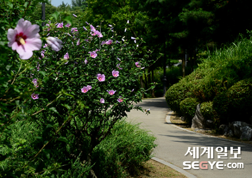 서울 남산야외식물원에는 무궁화 꽃이 활짝 피어 있다.