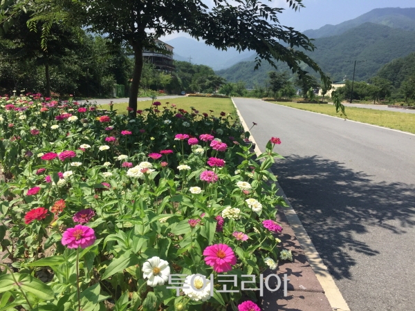 화개골 이미지