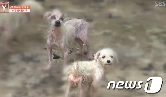 궁금 이미지