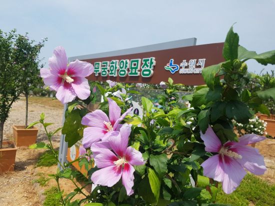 해오름분재 이미지