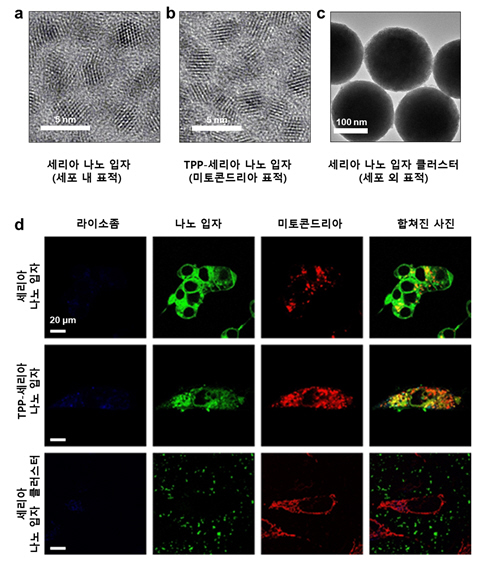세리아 나노입자 시스템 전자 현미경 사진과 공초점 현미경 사진. (d) 사진에서 나노 입자는 녹색 형광으로, 미토콘드리아는 빨간 형광으로 각각 염색돼 있다. [IBS 제공=연합뉴스]