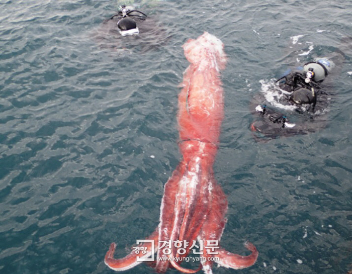 대왕 이미지