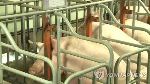 선양돼지 이미지
