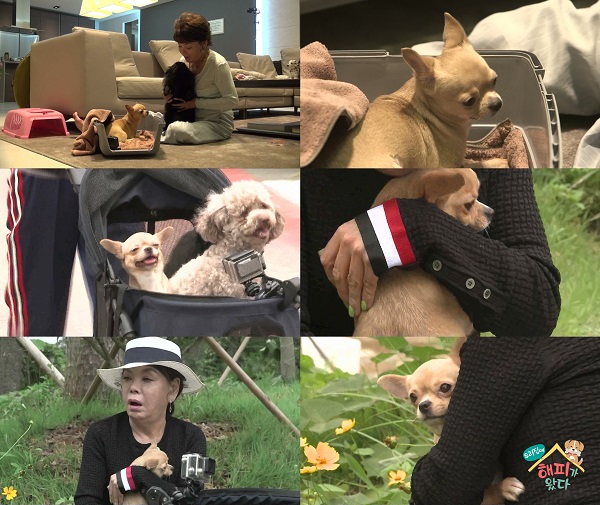 해피덕 이미지