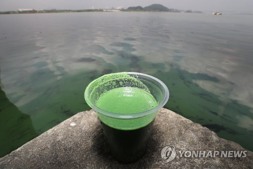 녹조식당 이미지