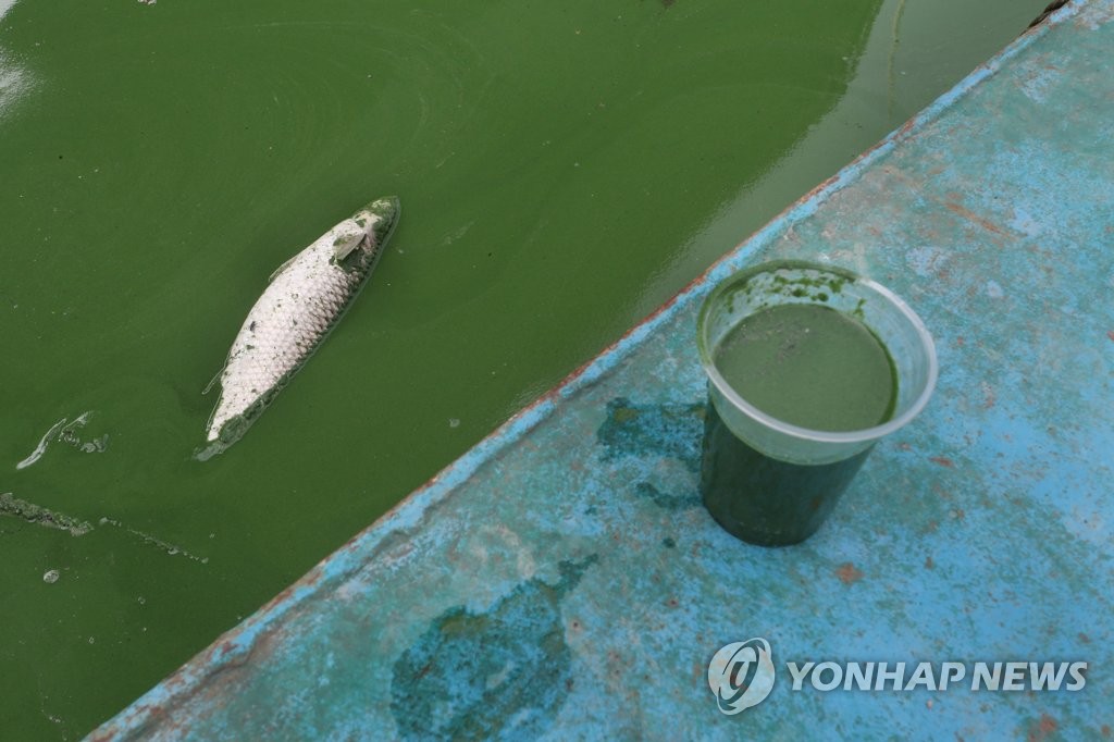 녹조식당 이미지