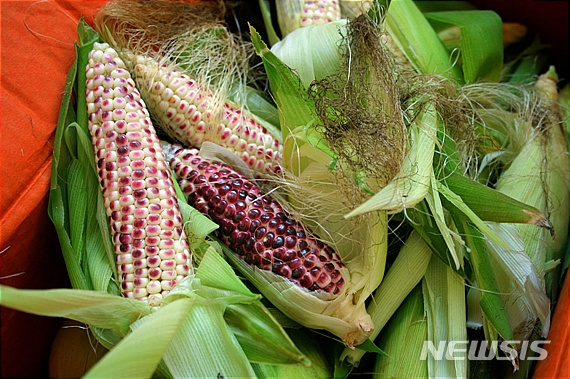 【진주=뉴시스】정경규 기자 = 찰옥수수.