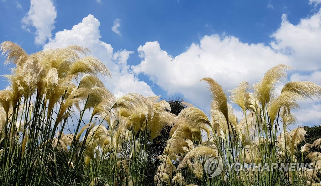 팜파스 이미지