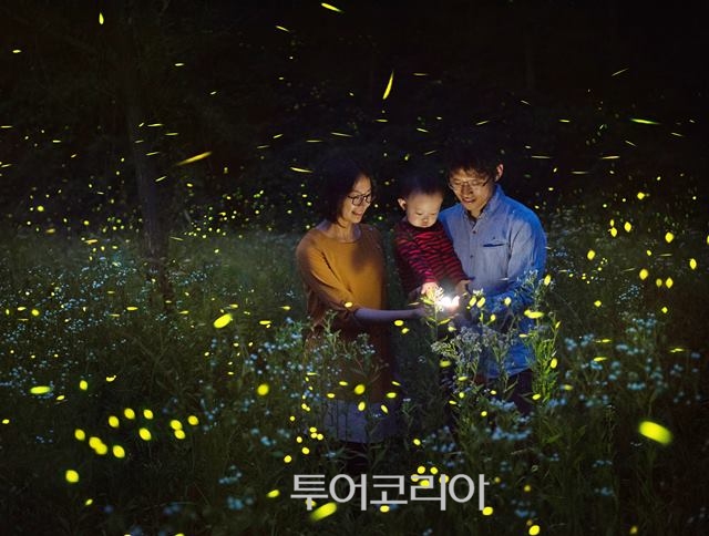 무주반딧불투어 이미지