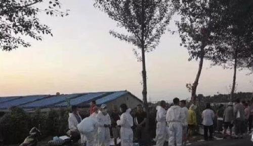 선양돼지 이미지