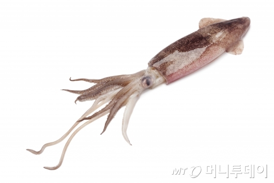 오징어야 이미지
