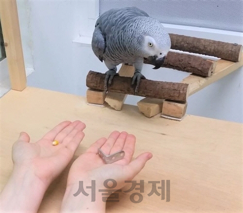 서울앵무새 연구소 이미지