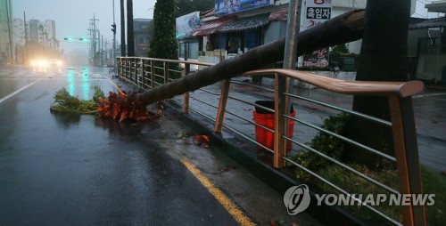 태풍에 야자수도 '쩍' (제주=연합뉴스) 변지철 기자 = 제19호 태풍 '솔릭'이 제주를 강타한 23일 오전 제주시 연신로 도로가에 심어진 야자수가 강풍에 쓰러져 있다. 2018.8.23      bjc@yna.co.kr  (끝)