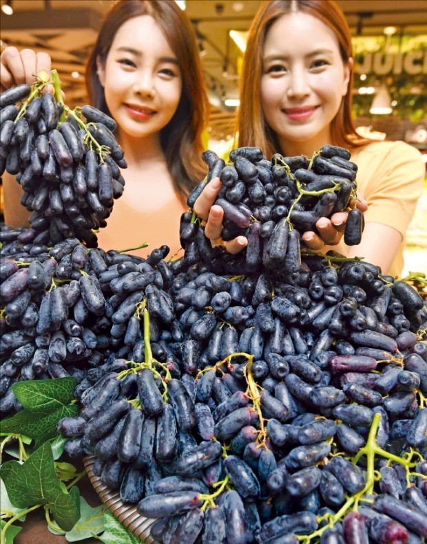 포도모바일 이미지