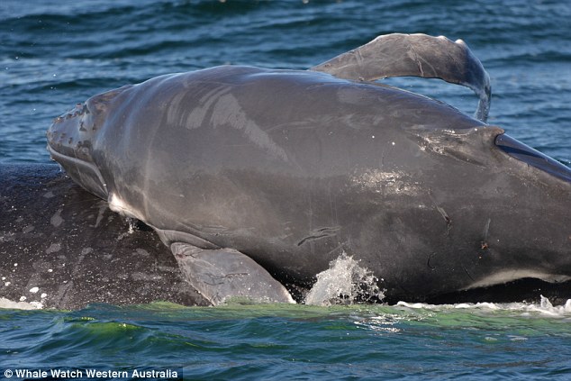 위험에 빠진 혹등고래 母子 지키는 ‘영웅 돌고래 떼’