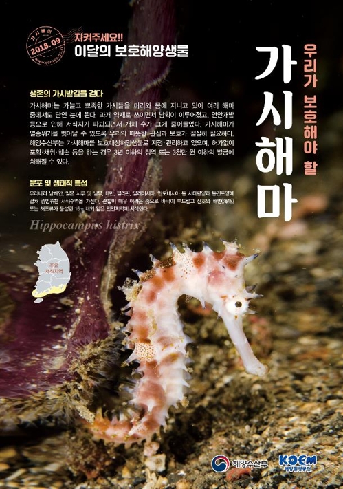 해마 이미지