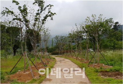 은행나무 사진 5