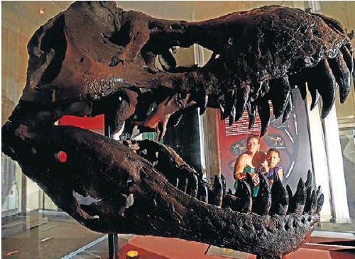 리우 국립박물관에 전시된 공룡의 머리뼈 [브라질 일간지 에스타두 지 상파울루]