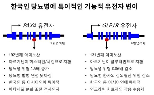 한국인 당뇨병에 특이적인 유전자 변이. 한국인 당뇨병에 특이적인 유전자 변이. 2018.09.04. [서울대병원 제공]