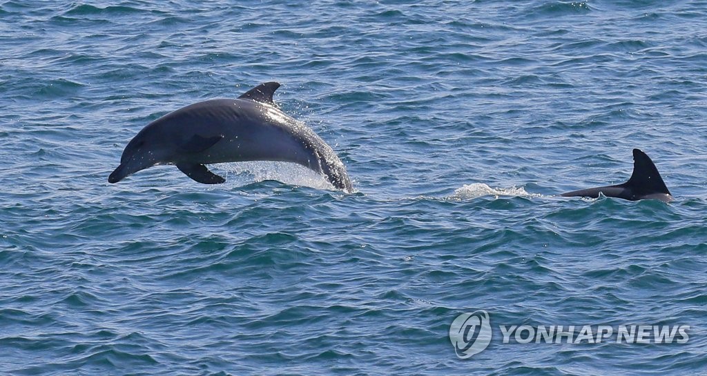 돌고래아파트 이미지