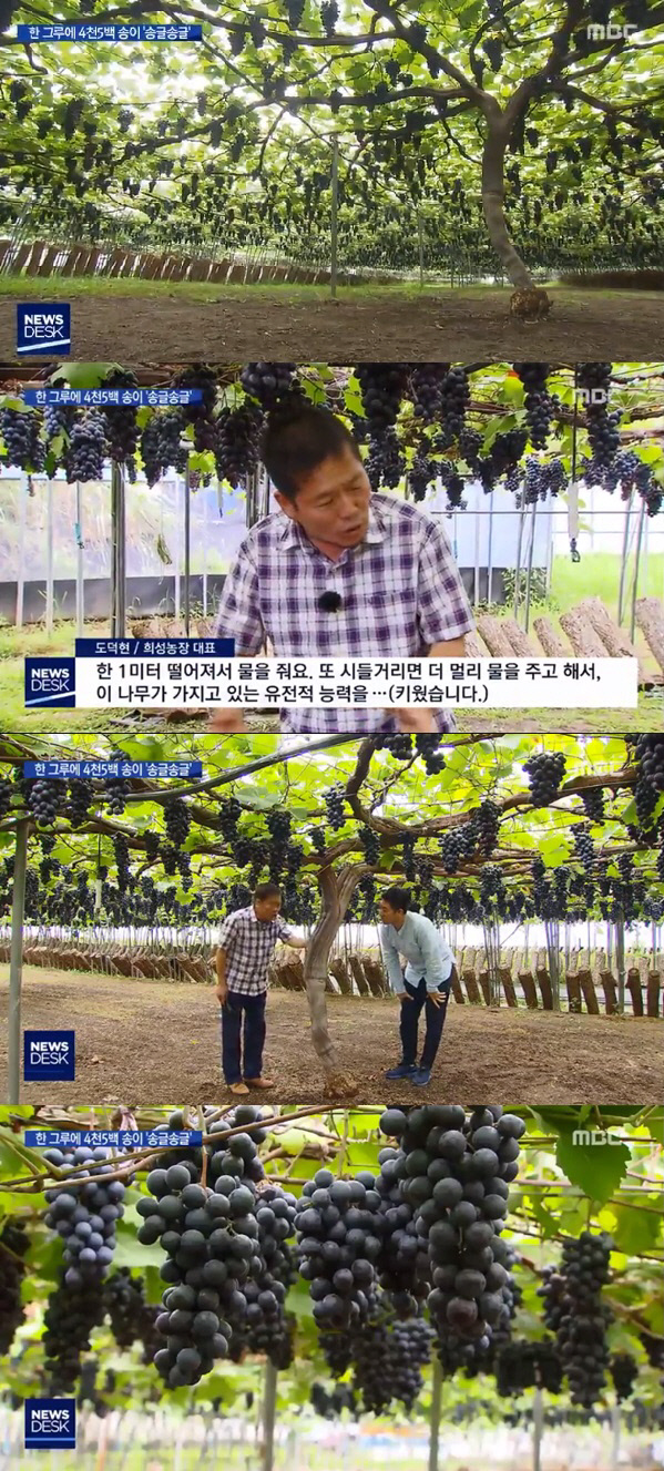 포도나무 이미지