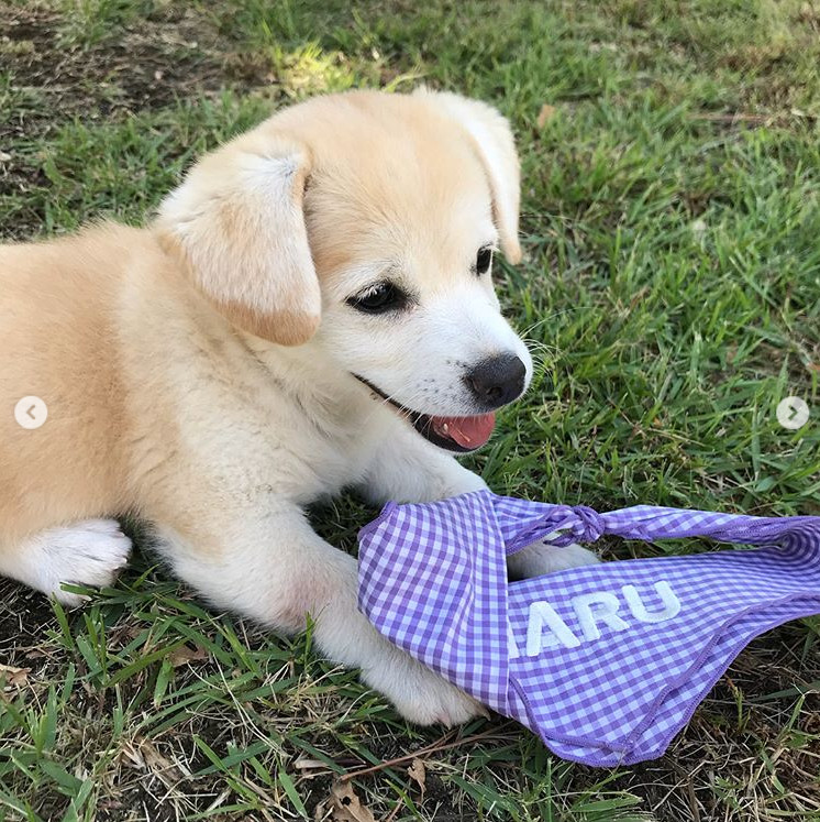 Actor Kwak Dong-yeon became a successful virtue after meeting star dog Chan-jeommi.Kwak Dong-yeon wrote on his instagram on September 9, The cuttlefish is a little grape candy flavor.Ill do a few more kisses. And the other later is in a day-to-day video that will be released soon.Thank you for your mothers mother, she posted several photos.Inside the picture is a picture of Kwak Dong-yeon, who holds a short and leaves a certification shot. A lovely visual of the sweetness resembling Injeolmi catches the eye.Injeolmi is a star dog that has become famous through online sites and SNS.The owner rescued the baby dog floating in the ditch, and the process of raising it was announced by posting the Internet writing. It has a lot of fans with cute visuals and charm.Hwang