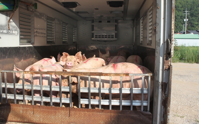 농장에서 도축장으로 실려가는 돼지들.