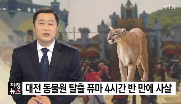퓨마 이미지
